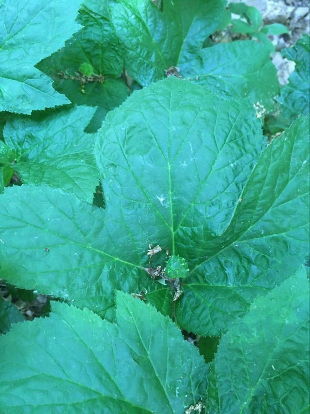 Goldenseal in June 2023 by Al Schotz · iNaturalist