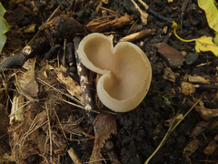 Malvipezia howsei
