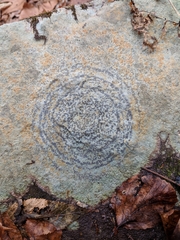 Porpidia albocaerulescens var. albocaerulescens image