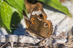 Junonia coenia