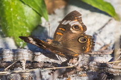 Junonia coenia