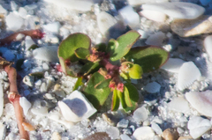 Euphorbia blodgettii