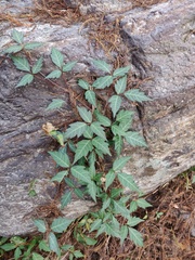 Toxicodendron radicans divaricatum