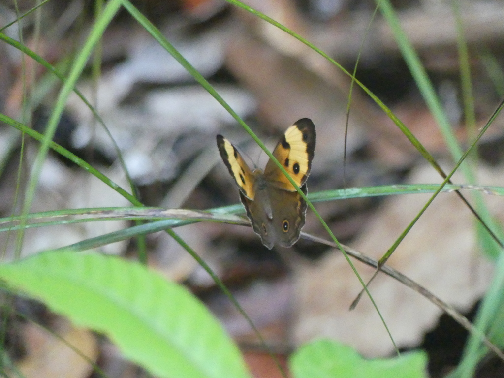 Northern Sword-grass Brown