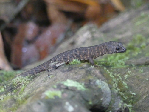 Gnypetoscincus queenslandiae