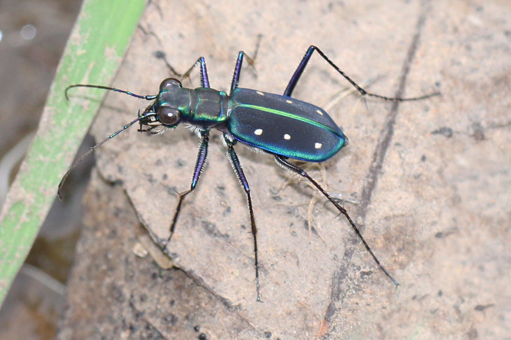 Yellow-spotted Tiger Beetle