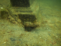 Cryptocentroides gobioides
