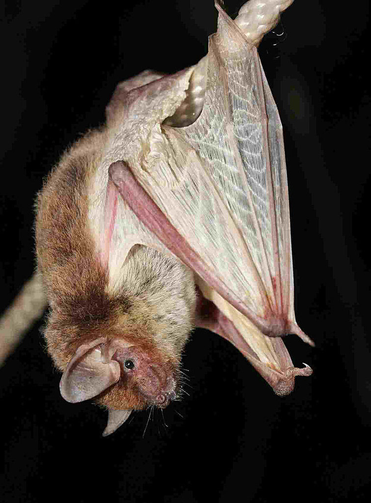Isabelline White-Winged Serotine