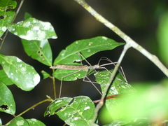 Sipyloidea larryi