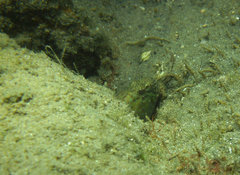 Cryptocentroides gobioides