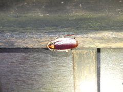 Methana athertonensis