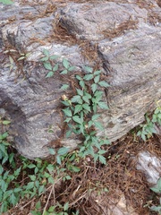 Toxicodendron radicans divaricatum