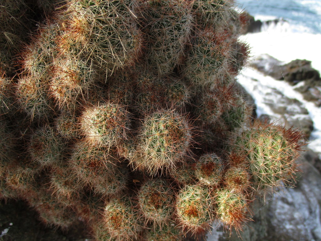 Mammillaria mazatlanensis patonii (Cactaceas de Chihuahua) · iNaturalist