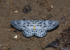 Craspedosis simulans