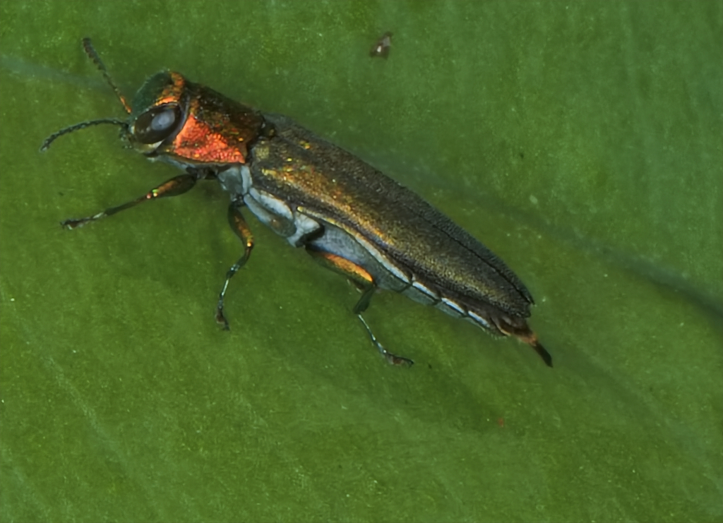 Agrilus smaragdifrons