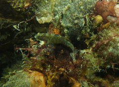 Redigobius macrostoma