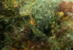 Redigobius macrostoma