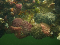 Polyclinum marsupiale