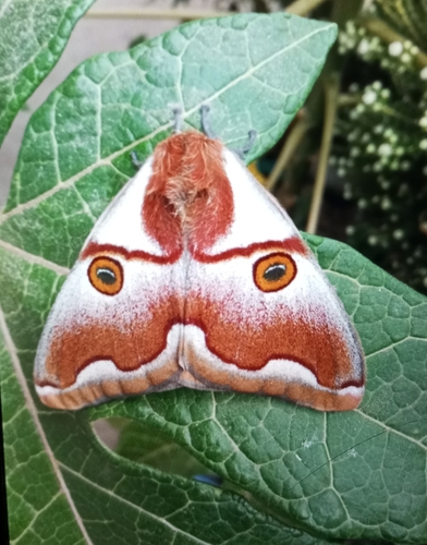 Polythysana apollina