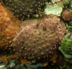 Polyclinum marsupiale