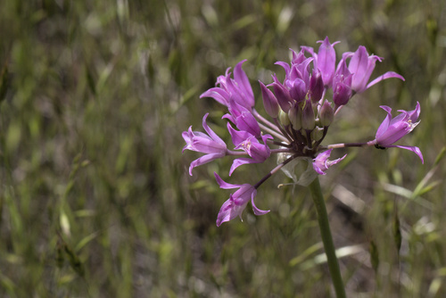 tapertip onion (Allium acuminatum)