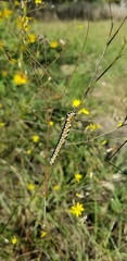 Cucullia alfarata