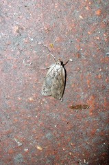 Phaeosaces compsotypa