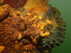 Schizoporella errata