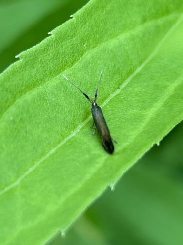 Metallic Coleophora Moth photo 4
