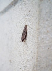 Phaeosaces compsotypa