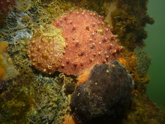 Omobranchus anolius