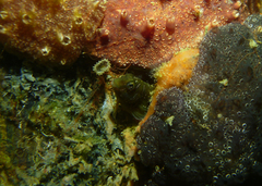 Omobranchus anolius