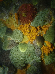 Aplousobranchia