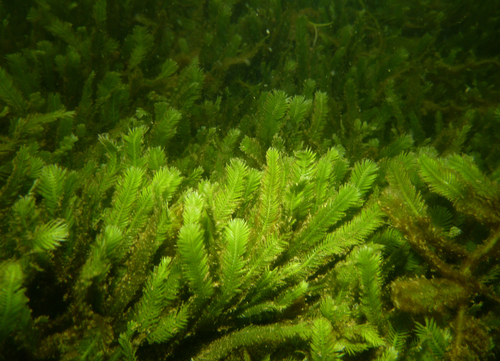 Caulerpa taxifolia