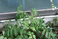 Solanum chacoense