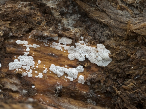 Genus Obba · iNaturalist