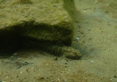 Bathygobius krefftii