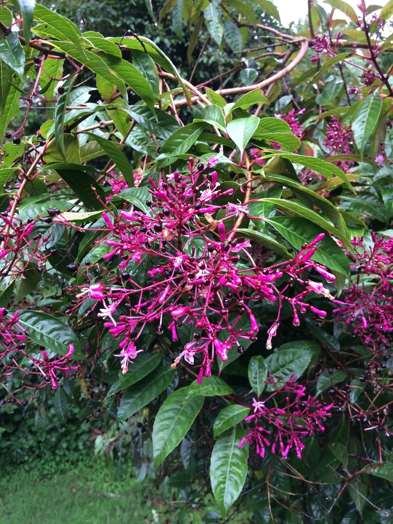 Fuchsia paniculata, Cartago Province, Costa Rica