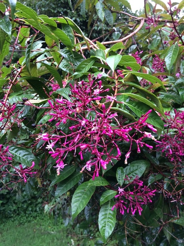 Fuchsia paniculata