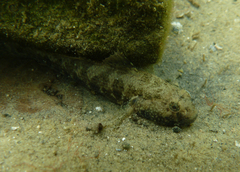 Bathygobius krefftii