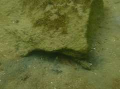 Bathygobius krefftii