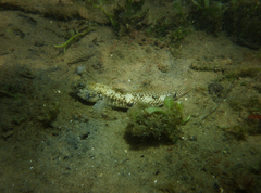 Favonigobius lateralis