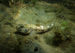 Favonigobius lateralis