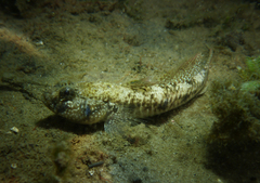 Favonigobius lateralis