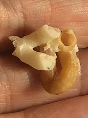 Vermicularia knorrii image