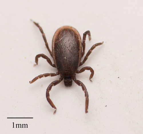 Ixodes nuotrauka