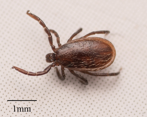 Western Black-legged Tick photo 4