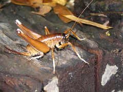 Penalva flavocalceata