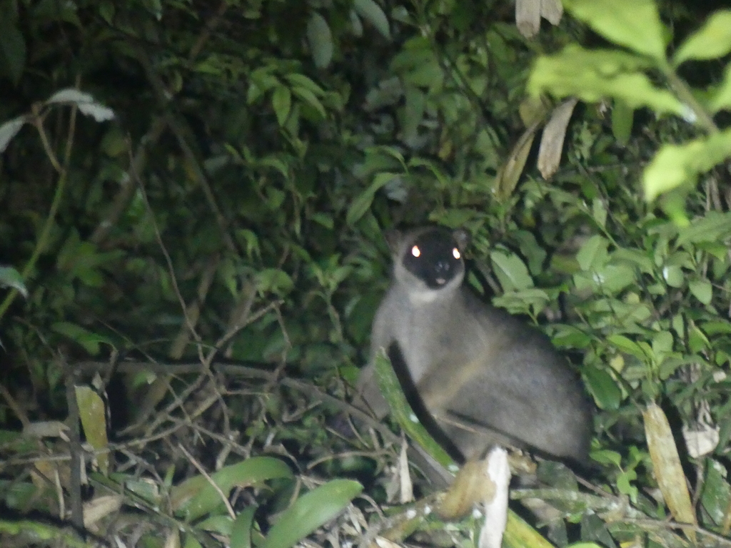 Lumholtz's Tree Kangaroo