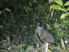 Dendrolagus lumholtzi